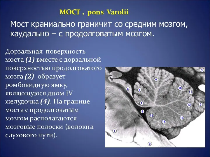 Дорзальная поверхность моста (1) вместе с дорзальной поверхностью продолговатого мозга (2)