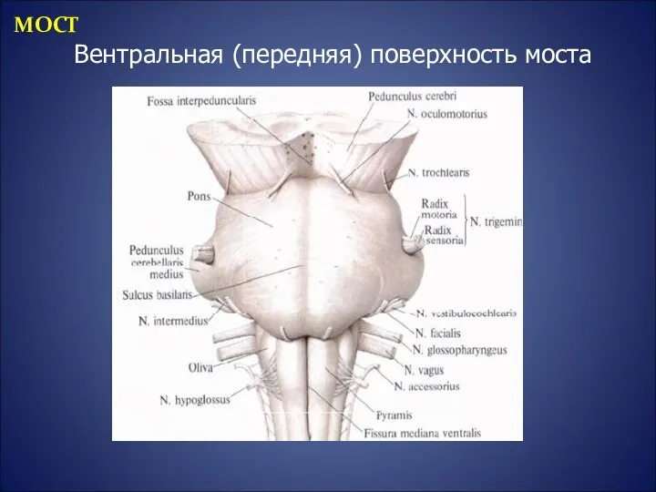 Вентральная (передняя) поверхность моста МОСТ