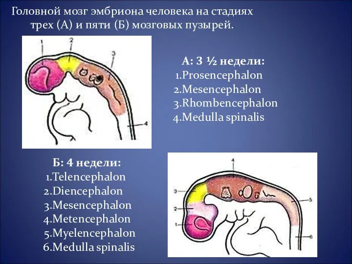 Головной мозг эмбриона человека на стадиях трех (А) и пяти (Б)
