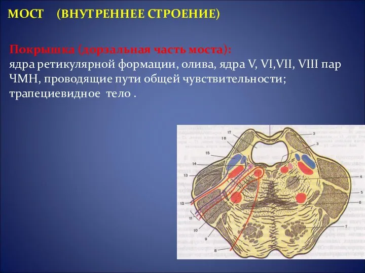 Покрышка (дорзальная часть моста): ядра ретикулярной формации, олива, ядра V, VI,VII,