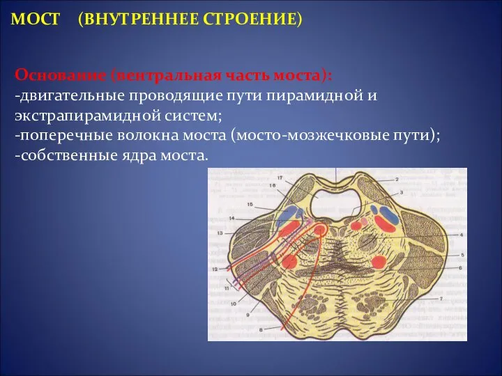 Основание (вентральная часть моста): -двигательные проводящие пути пирамидной и экстрапирамидной систем;