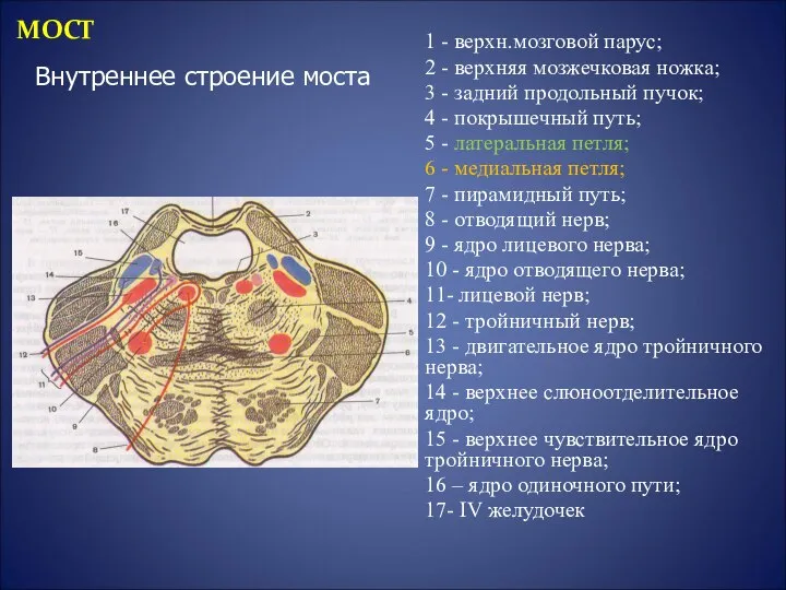 1 - верхн.мозговой парус; 2 - верхняя мозжечковая ножка; 3 -