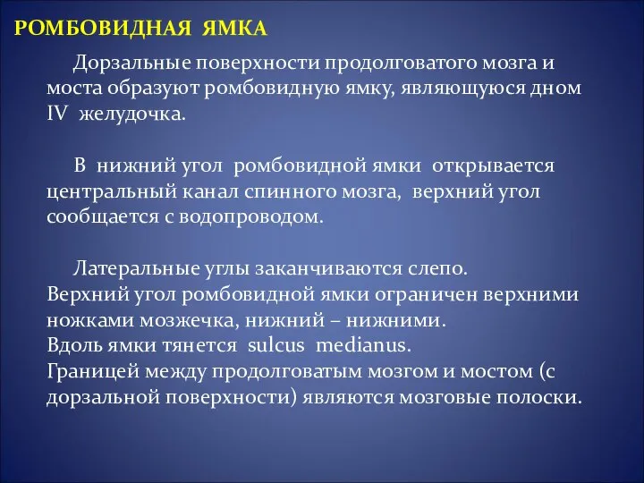 Дорзальные поверхности продолговатого мозга и моста образуют ромбовидную ямку, являющуюся дном