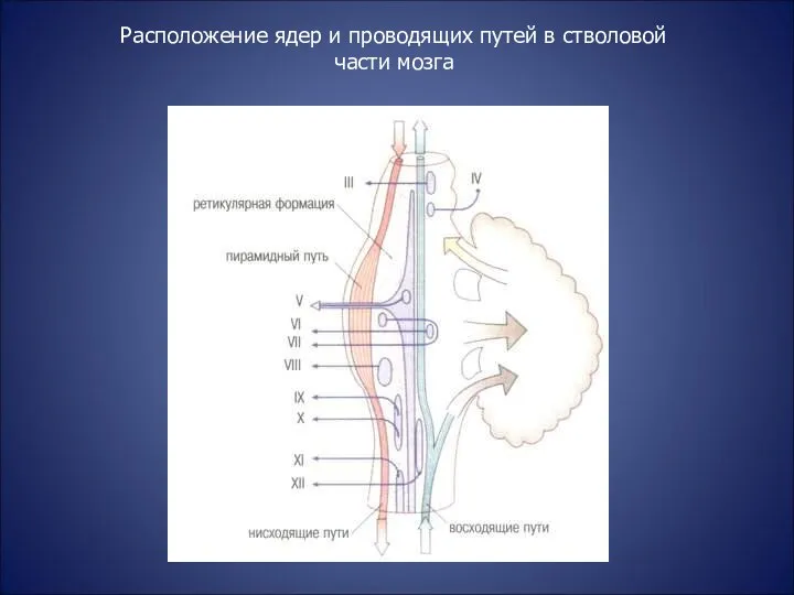 Расположение ядер и проводящих путей в стволовой части мозга