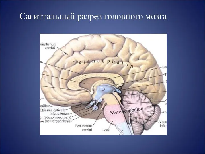 Сагиттальный разрез головного мозга