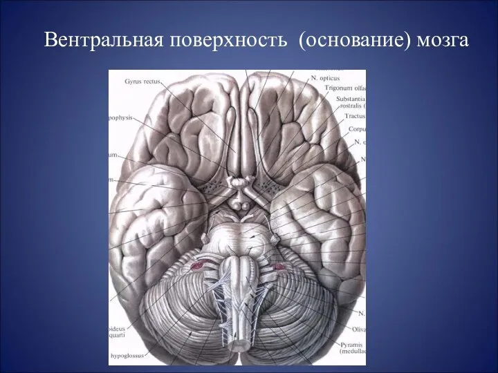 Вентральная поверхность (основание) мозга
