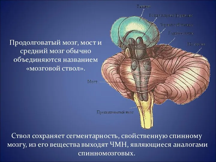 Продолговатый мозг, мост и средний мозг обычно объединяются названием «мозговой ствол».