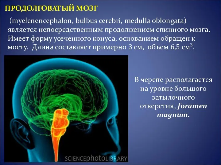 (myelenencephalon, bulbus cerebri, medulla oblongata) является непосредственным продолжением спинного мозга. Имеет