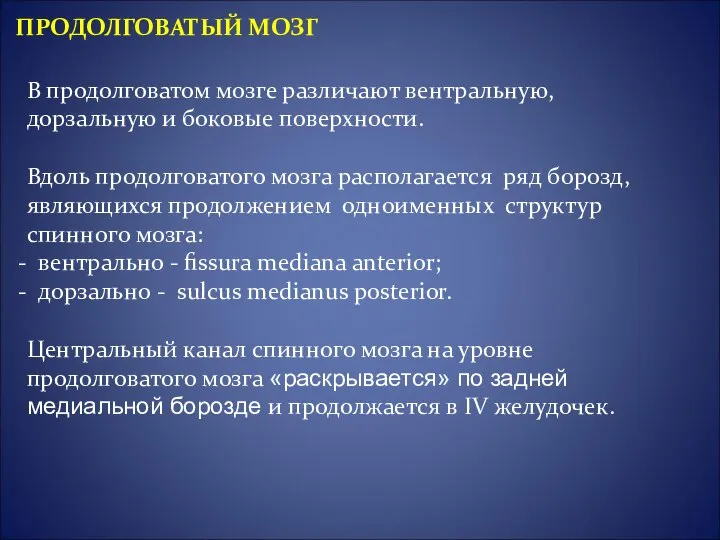 В продолговатом мозге различают вентральную, дорзальную и боковые поверхности. Вдоль продолговатого