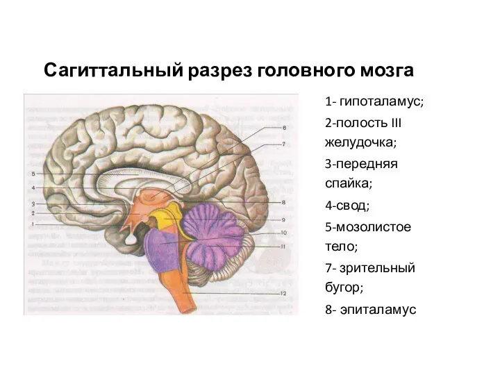 Сагиттальный разрез головного мозга 1- гипоталамус; 2-полость III желудочка; 3-передняя спайка;