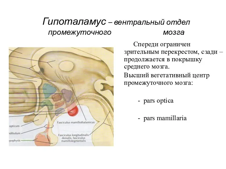 Гипоталамус – вентральный отдел промежуточного мозга Спереди ограничен зрительным перекрестом, сзади