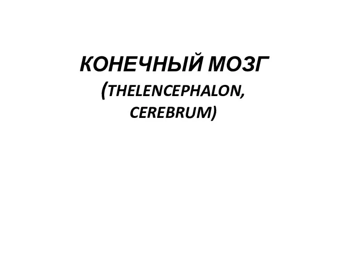 КОНЕЧНЫЙ МОЗГ (THELENCEPHALON, CEREBRUM)