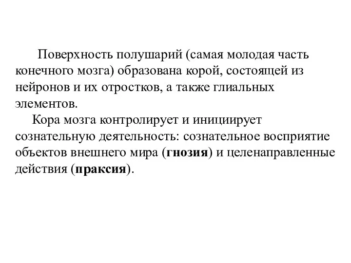 Поверхность полушарий (самая молодая часть конечного мозга) образована корой, состоящей из