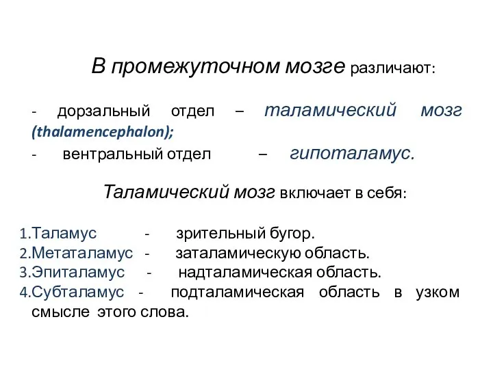 В промежуточном мозге различают: - дорзальный отдел – таламический мозг (thalamencephalon);