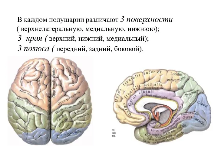 В каждом полушарии различают 3 поверхности ( верхнелатеральную, медиальную, нижнюю); 3