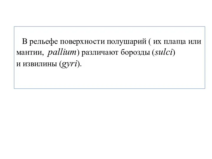 В рельефе поверхности полушарий ( их плаща или мантии, pallium) различают борозды (sulci) и извилины (gyri).