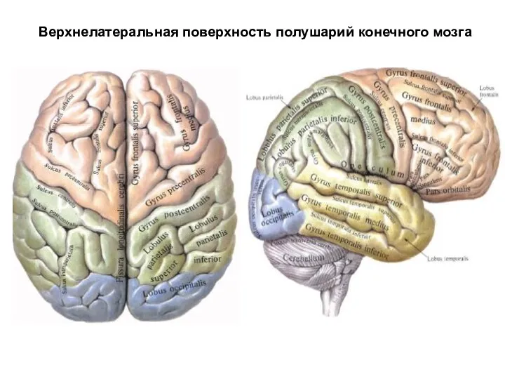 Верхнелатеральная поверхность полушарий конечного мозга