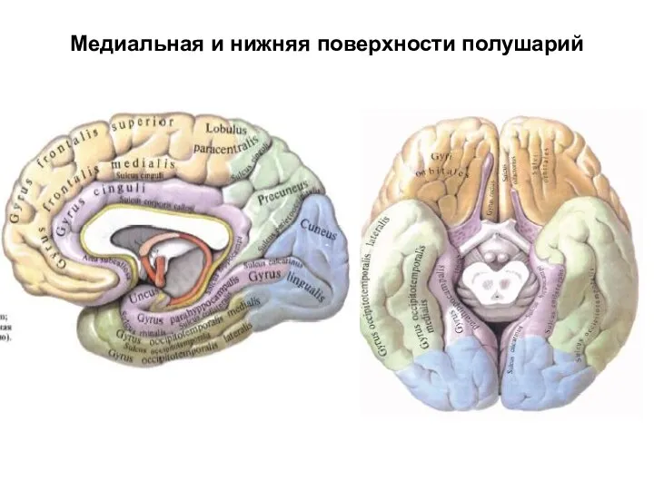 Медиальная и нижняя поверхности полушарий