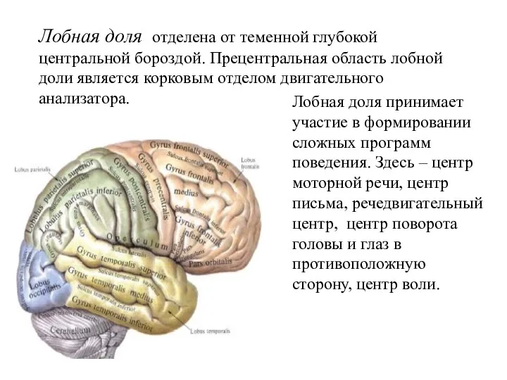 Лобная доля отделена от теменной глубокой центральной бороздой. Прецентральная область лобной