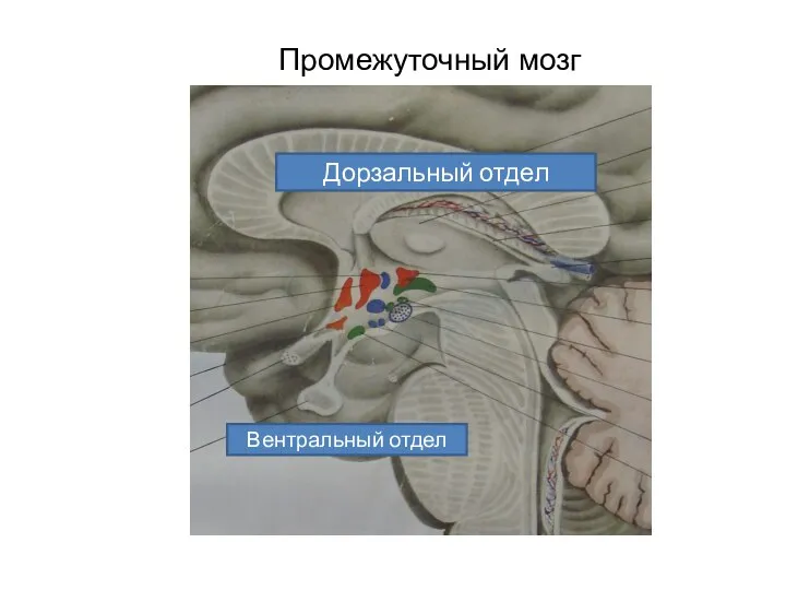 Дорзальный отдел Вентральный отдел Промежуточный мозг