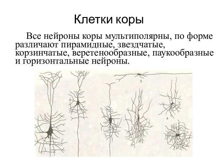 Клетки коры Все нейроны коры мультиполярны, по форме различают пирамидные, звездчатые,