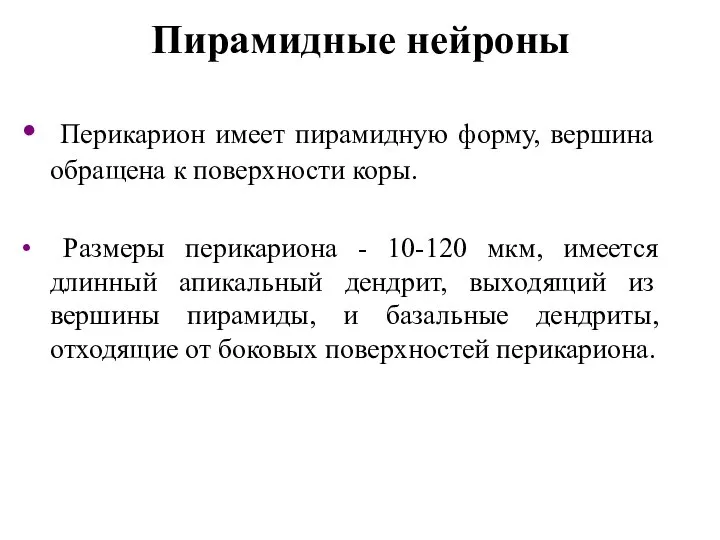 Пирамидные нейроны Перикарион имеет пирамидную форму, вершина обращена к поверхности коры.