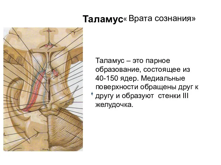 Таламус « Врата сознания» Таламус – это парное образование, состоящее из