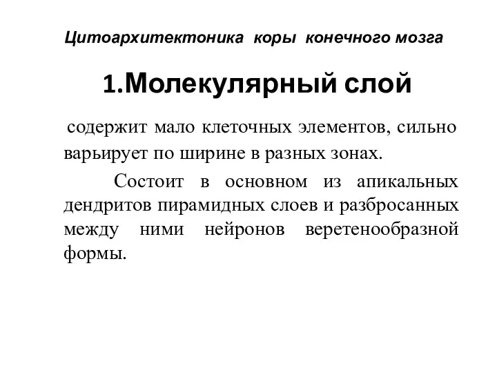 1.Молекулярный слой содержит мало клеточных элементов, сильно варьирует по ширине в