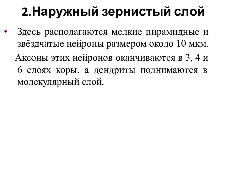 2.Наружный зернистый слой Здесь располагаются мелкие пирамидные и звёздчатые нейроны размером