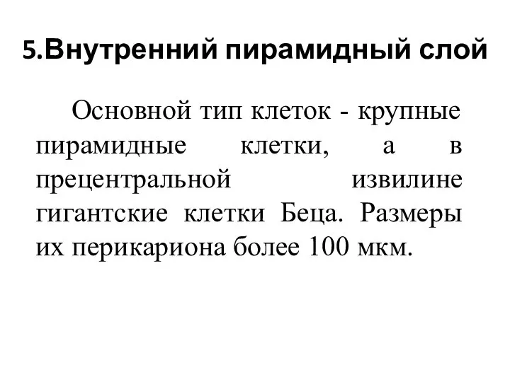 5.Внутренний пирамидный слой Основной тип клеток - крупные пирамидные клетки, а