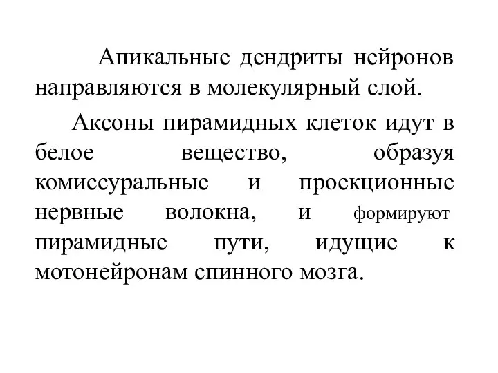 Апикальные дендриты нейронов направляются в молекулярный слой. Аксоны пирамидных клеток идут