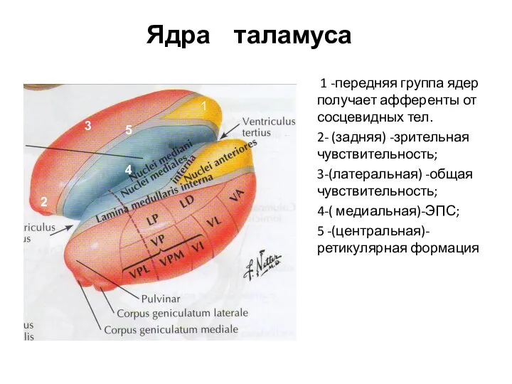 Ядра таламуса 1 -передняя группа ядер получает афференты от сосцевидных тел.