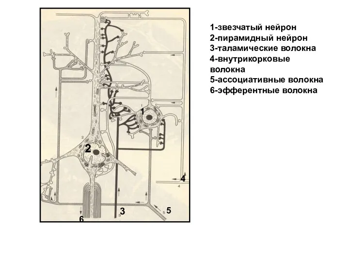 1 1-звезчатый нейрон 2-пирамидный нейрон 3-таламические волокна 4-внутрикорковые волокна 5-ассоциативные волокна