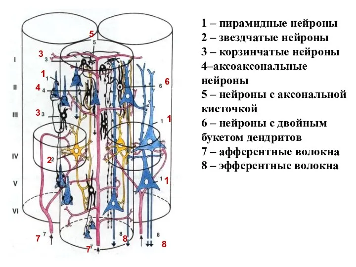 1 – пирамидные нейроны 2 – звездчатые нейроны 3 – корзинчатые