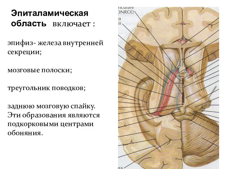 Эпиталамическая область включает : эпифиз- железа внутренней секреции; мозговые полоски; треугольник