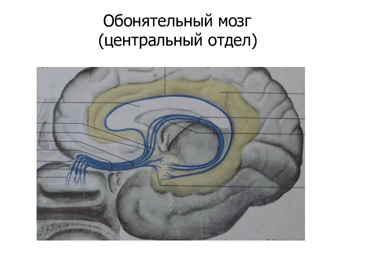 Обонятельный мозг (центральный отдел)