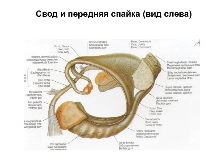 Свод и передняя спайка (вид слева)