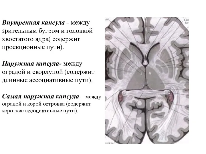Внутренняя капсула - между зрительным бугром и головкой хвостатого ядра( содержит