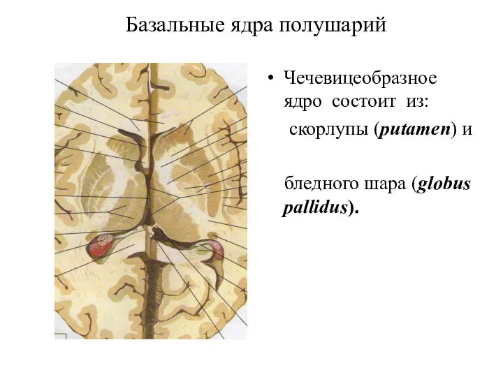 Базальные ядра полушарий Чечевицеобразное ядро состоит из: скорлупы (putamen) и бледного шара (globus pallidus).