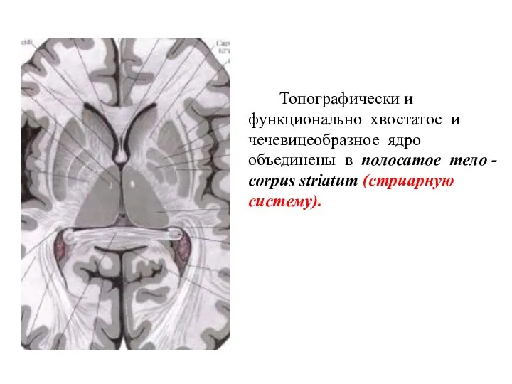 Топографически и функционально хвостатое и чечевицеобразное ядро объединены в полосатое тело - corpus striatum (стриарную систему).