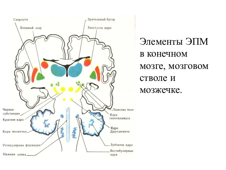 Элементы ЭПМ в конечном мозге, мозговом стволе и мозжечке.