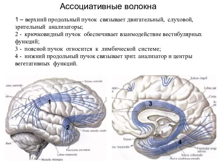 1 2 3 4 1 – верхний продольный пучок связывает двигательный,