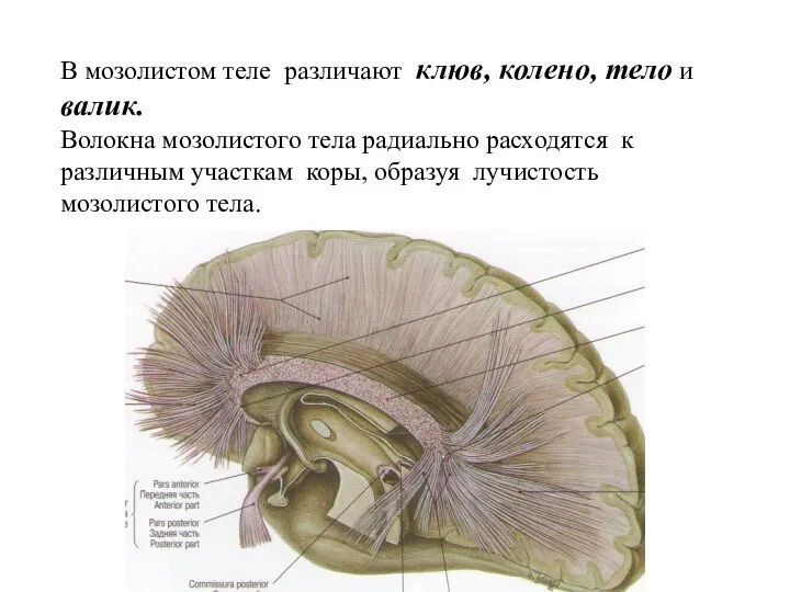 В мозолистом теле различают клюв, колено, тело и валик. Волокна мозолистого