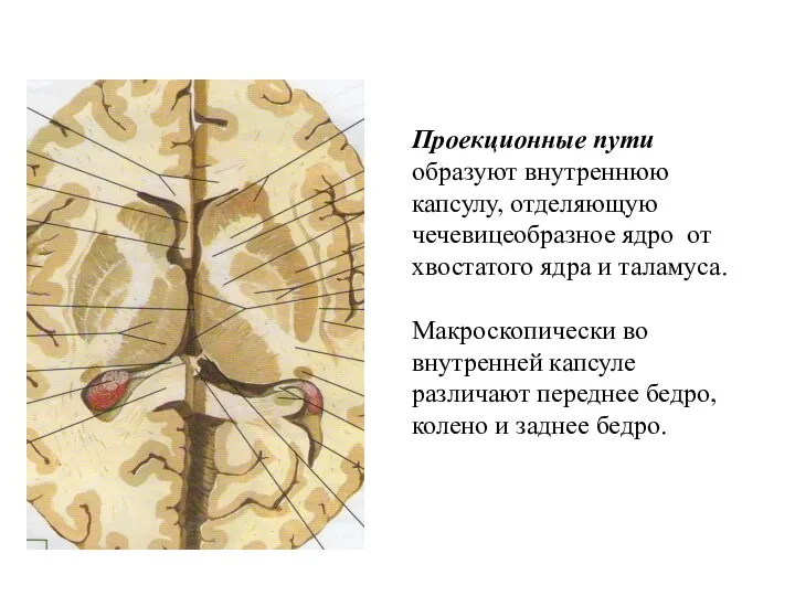 Проекционные пути образуют внутреннюю капсулу, отделяющую чечевицеобразное ядро от хвостатого ядра