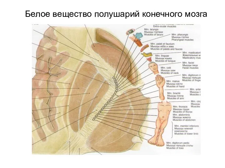 Белое вещество полушарий конечного мозга