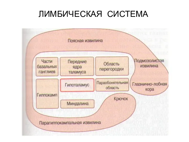 ЛИМБИЧЕСКАЯ СИСТЕМА