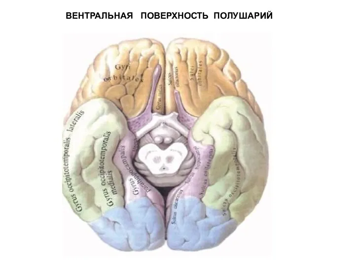 ВЕНТРАЛЬНАЯ ПОВЕРХНОСТЬ ПОЛУШАРИЙ