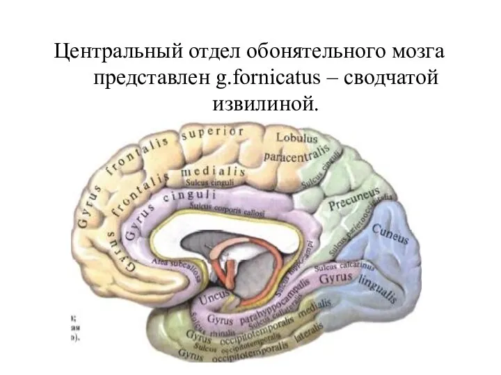 Центральный отдел обонятельного мозга представлен g.fornicatus – сводчатой извилиной.