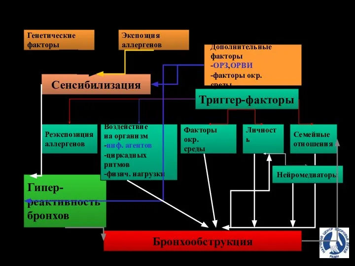 Генетические факторы Сенсибилизация Триггер-факторы Гипер- реактивность бронхов Реэкспозиция аллергенов Факторы окр.