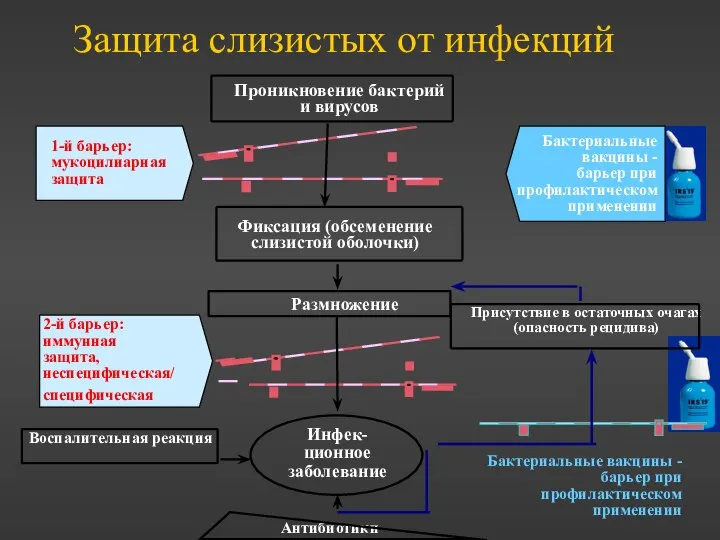 Защита слизистых от инфекций